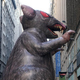 A giant inflatable rat makes its way down the street in midtown New York City on November 26, 2019, where it will sit outside a company’s office. American unions have used ballooned rodents to highlight unfair labor practices since the 1990s.
